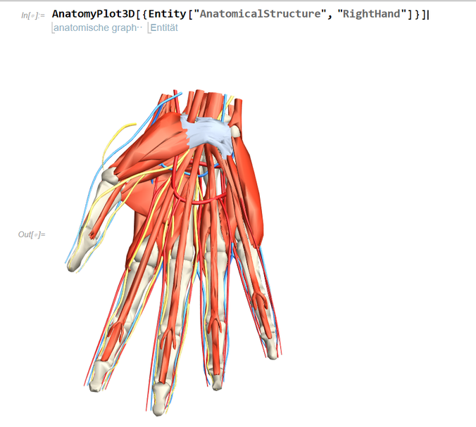 Anatomie der Hand